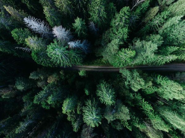 forest-road-aerial-view-1866837.jpg